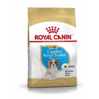Cavalier King Charles Puppy (Hund)